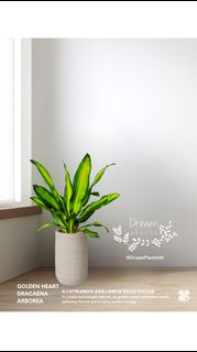 （分類：）位於 。 由 dreamplants 提交（商品編號 1444525896，圖片 1）。簡介： 。