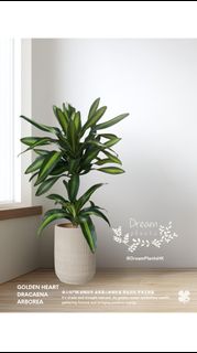 （分類：）位於 。 由 dreamplants 提交（商品編號 1444576422，圖片 1）。簡介： 。