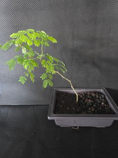 (Category: ) located in . Submitted by thenaturalhobbyist (Listing ID 1444590152, Image 1). Description: .