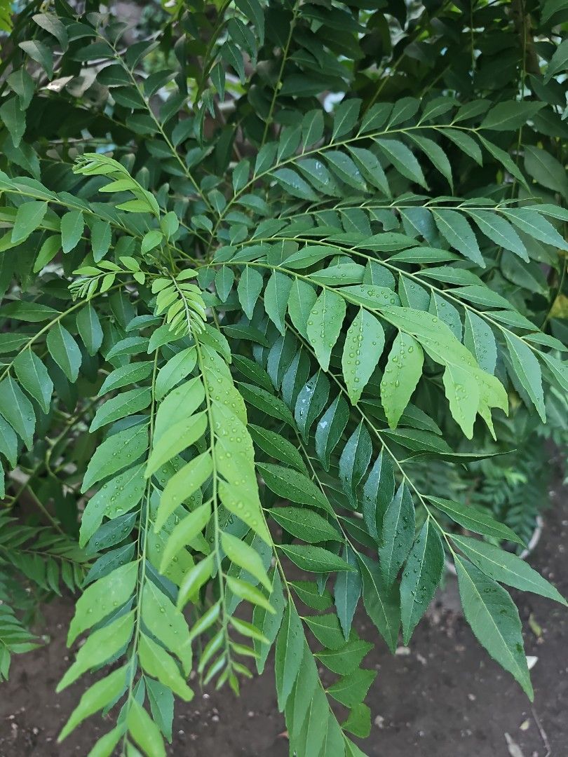 Fresh Curry Leaves for cooking (Category: Spice & Seasoning) located in Quezon City. Submitted by marie.kn (Listing ID 1444591804, Image 1). Description: - Fresh curry leaves for cooking - Vibrant green and fragrant leaves. - 100 grams per order - Ideal for South Asian cooking and kitchen gardens will be harvested on the day of order or payment..