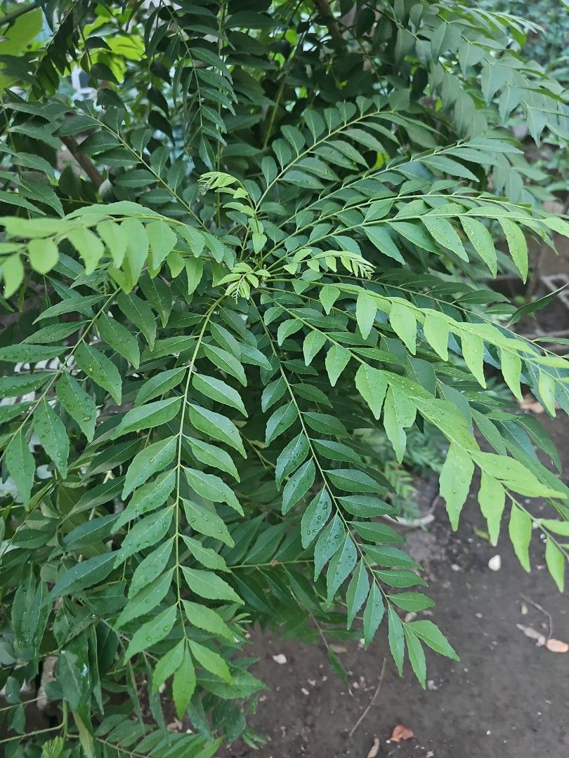 Fresh Curry Leaves for cooking (Category: Spice & Seasoning) located in Quezon City. Submitted by marie.kn (Listing ID 1444591804, Image 2). Description: - Fresh curry leaves for cooking - Vibrant green and fragrant leaves. - 100 grams per order - Ideal for South Asian cooking and kitchen gardens will be harvested on the day of order or payment..