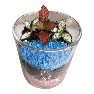 (Category: ) located in . Submitted by x__h__florist (Listing ID 1444570016, Image 1). Description: .