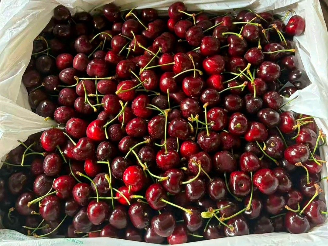 Fresh Cherries - Sweet and Juicy (Category: Other Accessories) located in Quezon City. Submitted by blackdragon74 (Listing ID 1444676429, Image 1). Description: - Fresh, dark red cherries - sweet and crunch.. - Stems are still attached - Ready to be enjoyed.