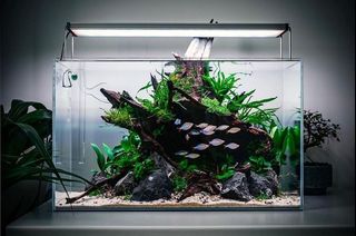 (Category: ) located in . Submitted by ascape (Listing ID 1444677649, Image 1). Description: .