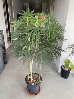 (Category: ) located in . Submitted by greystokes (Listing ID 1443919556, Image 1). Description: .