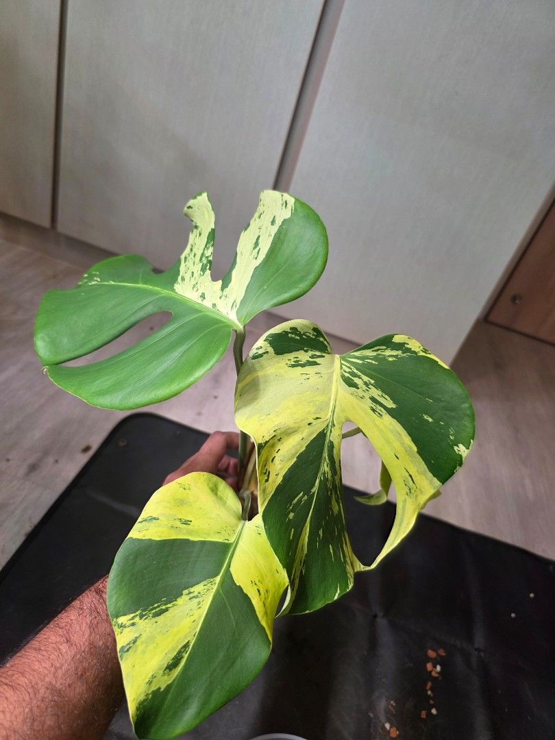 Monstera light lime485418042340812800