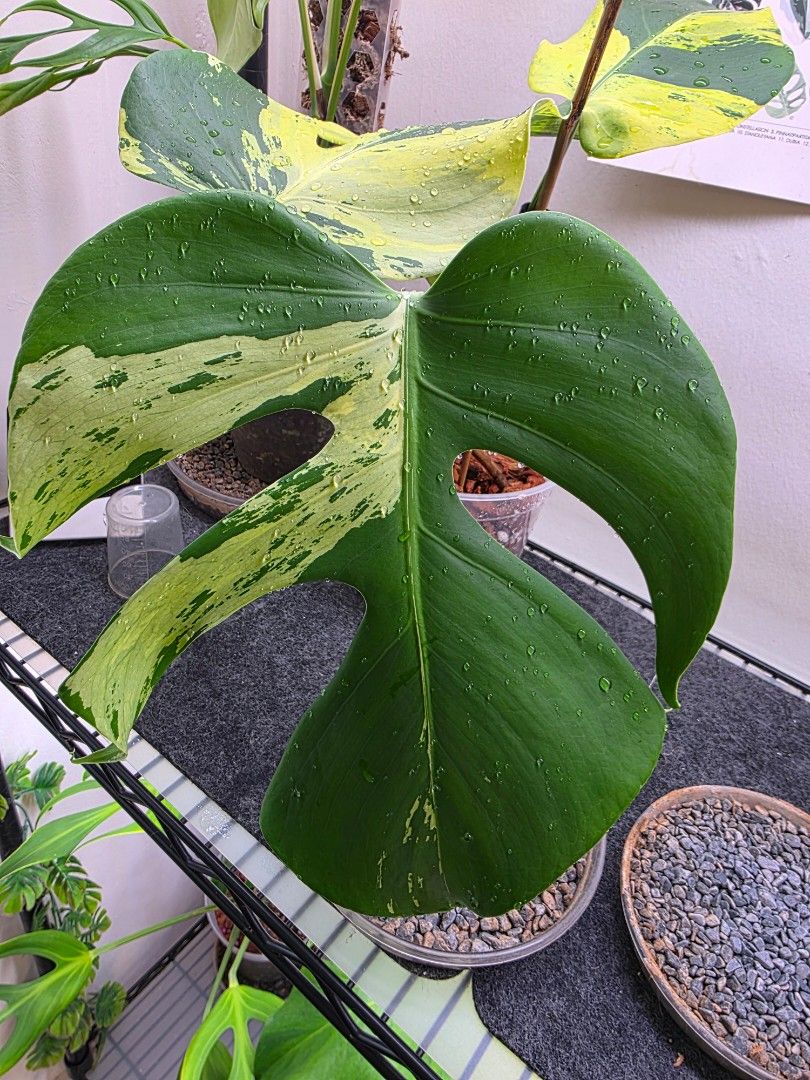 Monstera light lime485418042340812804