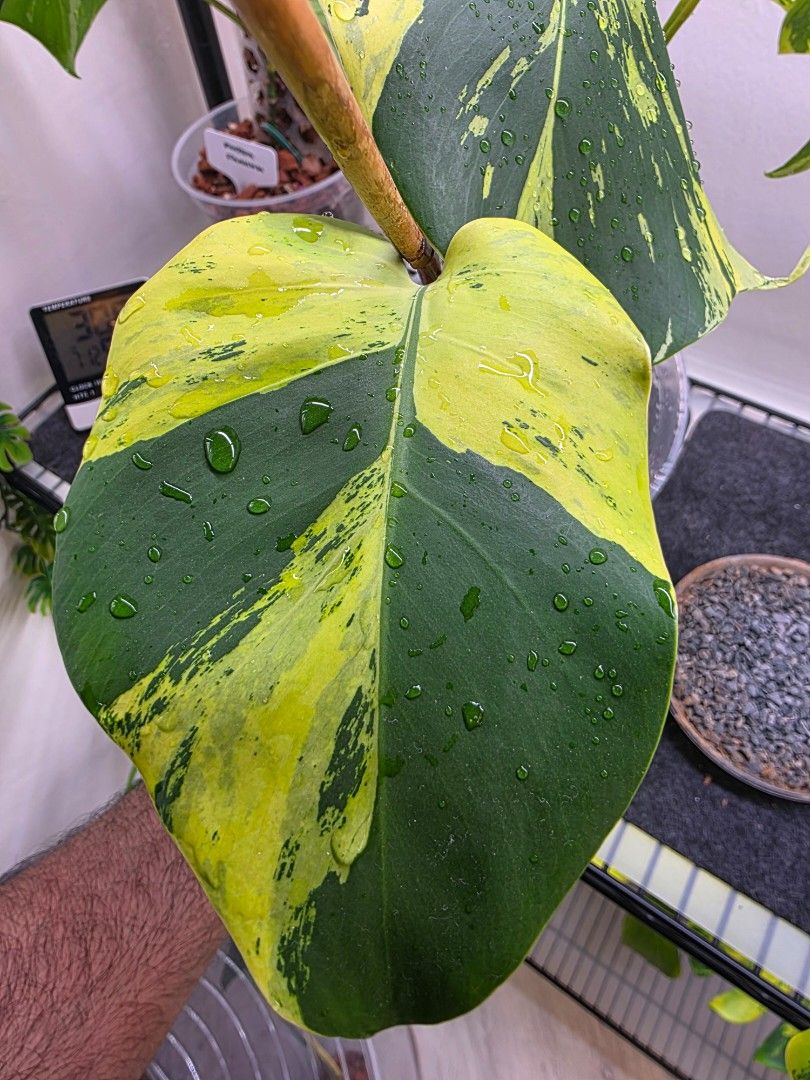 Monstera light lime485418042340812802