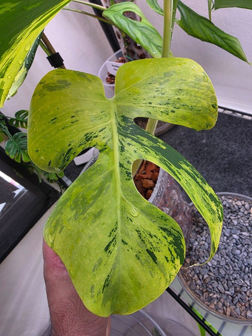 Monstera light lime485418042340812801