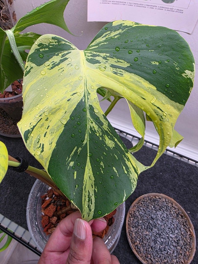 Monstera light lime485418042340812803