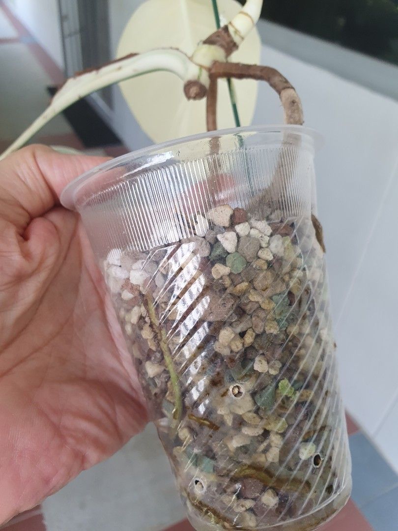 Oxalis triangularis (Category: Plants & Seeds) located in Singapore. Submitted by shop___ (Listing ID 1444518989, Image 2). Description: 7cm pot collection 410657.