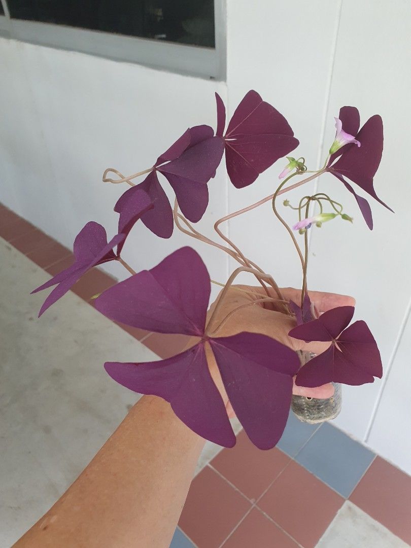 Oxalis triangularis (Category: Plants & Seeds) located in Singapore. Submitted by shop___ (Listing ID 1444518989, Image 1). Description: 7cm pot collection 410657.