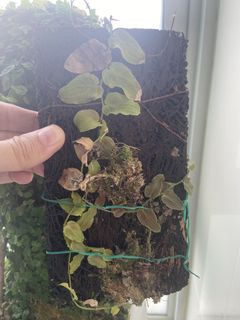 (Category: ) located in . Submitted by yellow.blue.leafing (Listing ID 1444602546, Image 1). Description: .