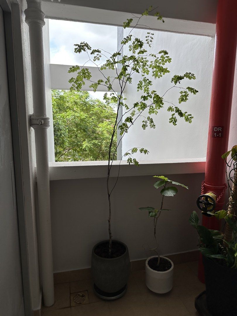 Rain tree485419604194764801