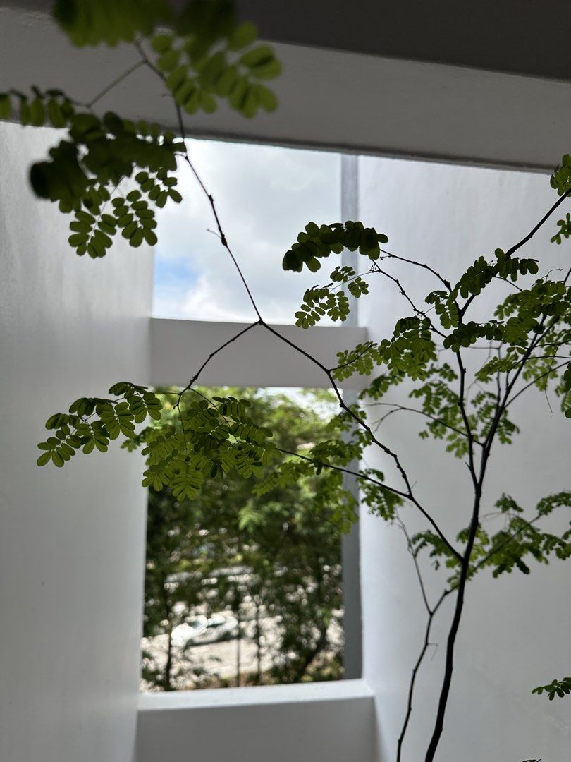 Rain tree485419604194764803