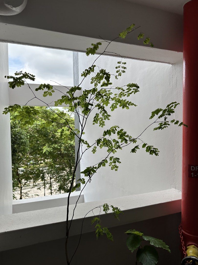Rain tree485419604194764802