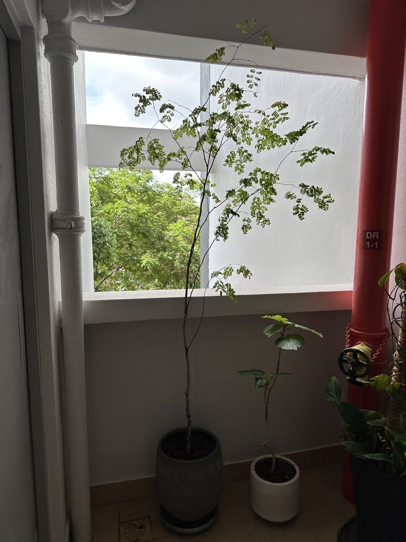 Rain tree485419604194764800