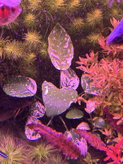 (Category: ) located in . Submitted by aquaticplantssengkang (Listing ID 1425280047, Image 1). Description: .