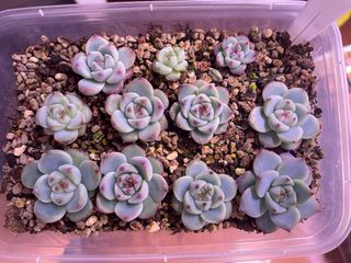 (Category: ) located in . Submitted by qq_garden (Listing ID 1440706821, Image 1). Description: .