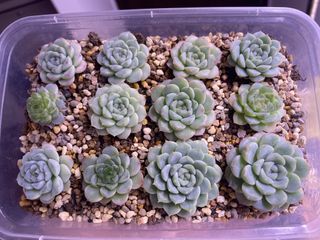 (Category: ) located in . Submitted by qq_garden (Listing ID 1444637498, Image 1). Description: .