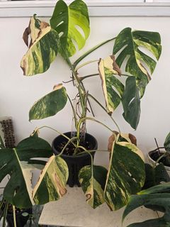 (Category: ) located in . Submitted by notenoughplants (Listing ID 1444756825, Image 1). Description: .