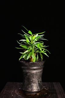 （分類：）位於 。 由 caudex_wonders 提交（商品編號 1444841031，圖片 1）。簡介： 。