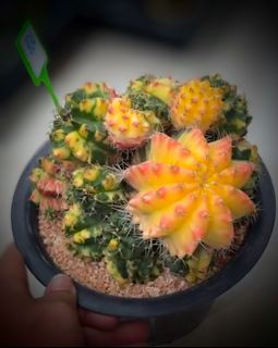 (Category: ) located in . Submitted by desertbalcony (Listing ID 1444756700, Image 1). Description: .