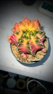 (Category: ) located in . Submitted by desertbalcony (Listing ID 1444757089, Image 1). Description: .