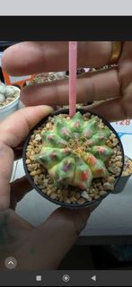 (Category: ) located in . Submitted by desertbalcony (Listing ID 1444761616, Image 1). Description: .