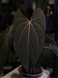 (Category: ) located in . Submitted by jungrow (Listing ID 1444816928, Image 1). Description: .