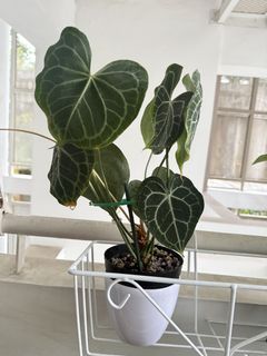 (Category: ) located in . Submitted by mas.plantaddicted (Listing ID 1444856697, Image 1). Description: .