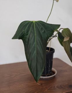 (Category: ) located in . Submitted by jungrow (Listing ID 1444682610, Image 1). Description: .