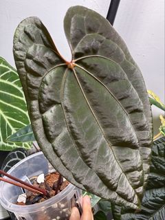 （分類：）位於 。 由 apaplants 提交（商品編號 1444687269，圖片 1）。簡介： 。