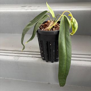 (Category: ) located in . Submitted by greystokes (Listing ID 1444727388, Image 1). Description: .