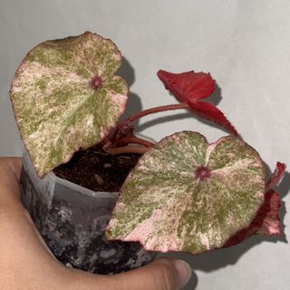(Category: ) located in . Submitted by plant_habitat (Listing ID 1444748338, Image 1). Description: .