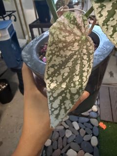 (Category: ) located in . Submitted by mas.plantaddicted (Listing ID 1444855937, Image 1). Description: .