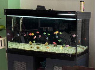 (Category: ) located in . Submitted by mgc2015 (Listing ID 1444763346, Image 1). Description: .