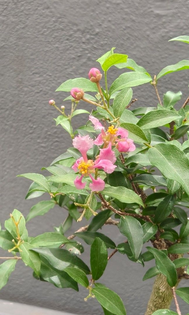 Lee Cherry (Category: Plants & Seeds) located in Singapore. Submitted by hongmeiliu06 (Listing ID 1444729558, Image 2). Description: .