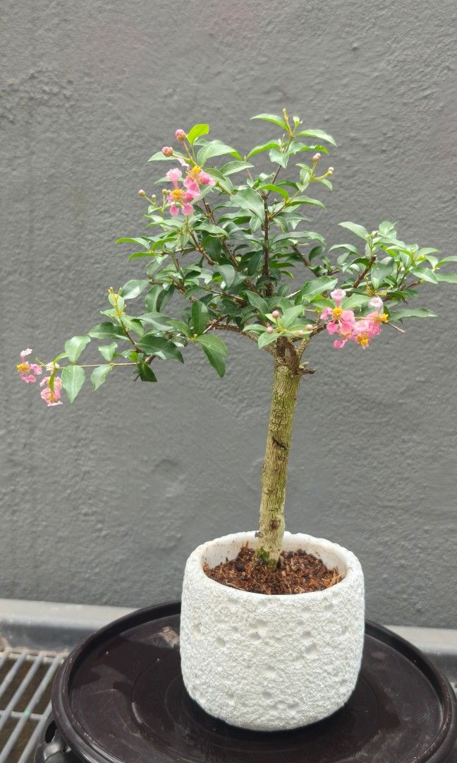 Lee Cherry (Category: Plants & Seeds) located in Singapore. Submitted by hongmeiliu06 (Listing ID 1444729558, Image 1). Description: .