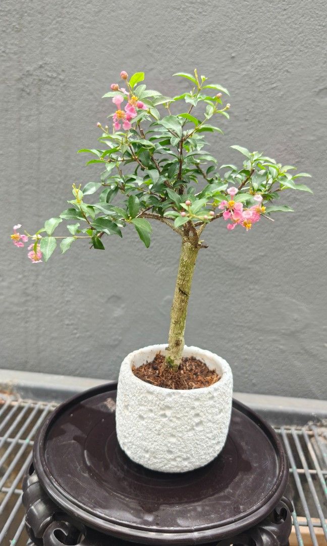 Lee Cherry (Category: Plants & Seeds) located in Singapore. Submitted by hongmeiliu06 (Listing ID 1444729558, Image 3). Description: .