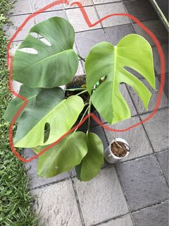 (Category: ) located in . Submitted by PlantsRanger (Listing ID 1444754877, Image 1). Description: .