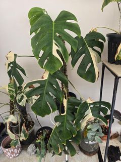 (Category: ) located in . Submitted by notenoughplants (Listing ID 1444756706, Image 1). Description: .