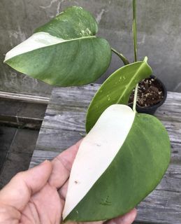 (Category: ) located in . Submitted by PlantsRanger (Listing ID 1444755884, Image 1). Description: .