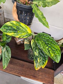 (Category: ) located in . Submitted by notenoughplants (Listing ID 1444756983, Image 1). Description: .