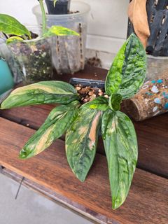 (Category: ) located in . Submitted by notenoughplants (Listing ID 1444757095, Image 1). Description: .