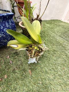 (Category: ) located in . Submitted by gly_wilkinson (Listing ID 1444762688, Image 1). Description: .