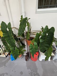 (Category: ) located in . Submitted by notenoughplants (Listing ID 1444757335, Image 1). Description: .