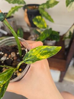 (Category: ) located in . Submitted by notenoughplants (Listing ID 1444757267, Image 1). Description: .