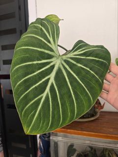 (Category: ) located in . Submitted by notenoughplants (Listing ID 1444751864, Image 1). Description: .
