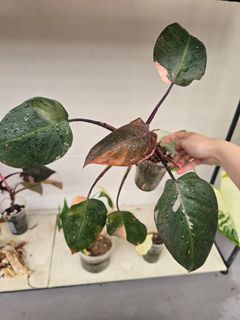 (Category: ) located in . Submitted by notenoughplants (Listing ID 1444752694, Image 1). Description: .